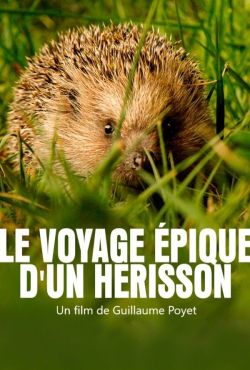 Mały jeż w wielkim mieście / Le voyage épique d'un hérisson