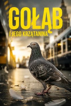 Gołąb i jego krzątanina / Grostadtgeflatter Weltenbummler Taube